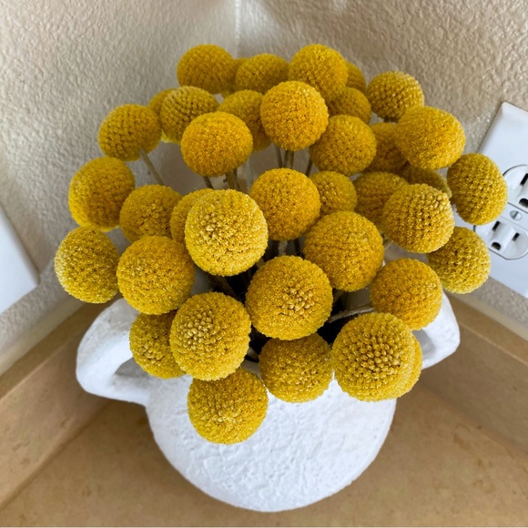 10 STEMS Dried Flowers Billy Balls - Craspedia Flowers - Picture 7 of 13